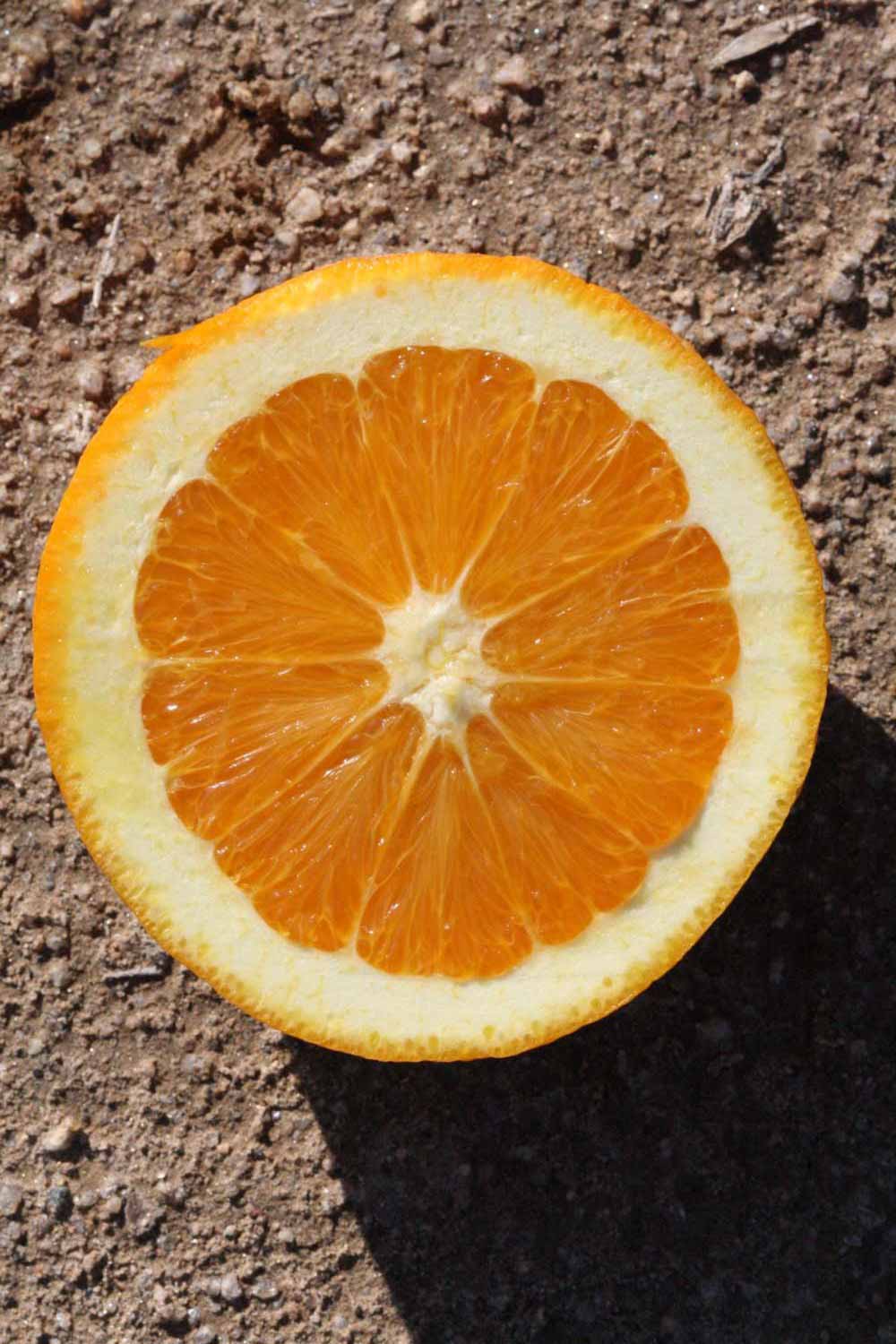              Fruit cross-section (Riverside, CA)       